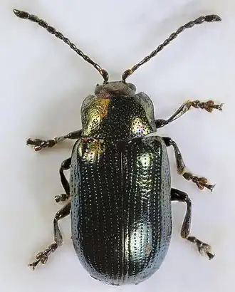 Description de l'image Phratora laticollis, Deeside, North Wales, July 2015 2 - Flickr - janetgraham84.jpg.