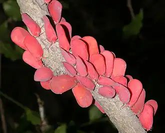 Phromnia Rosea.