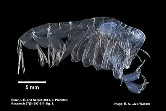 Description de l'image Phronima sedentaria (YPM IZ 075000).jpeg.