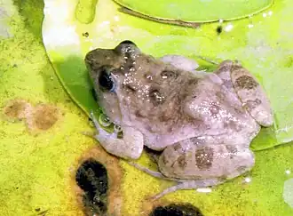 Description de l'image Phrynobatrachus natalensis05.jpg.