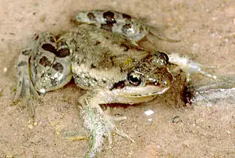 Description de l'image Phrynobatrachus perpalmatus.jpg.