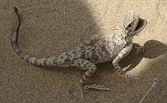 Description de l'image Phrynocephalus scutellatus in gavkhuni.jpg.