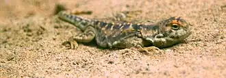 Description de l'image Phrynocephalus vlangalii at Beijing Zoo.JPG.