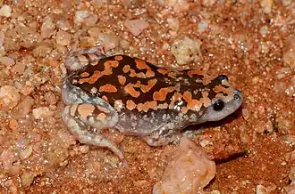 Description de l'image Phrynomantis annectens 117958234.jpg.