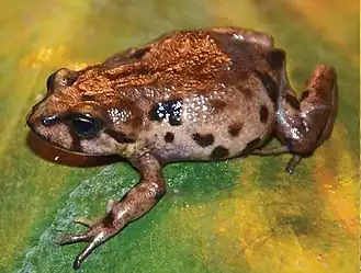 Description de l'image Phrynopus juninensis.jpg.