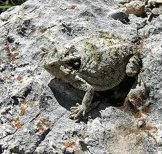 Description de l'image Phrynosoma braconnieri.jpg.