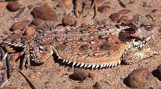 Description de l'image Phrynosoma coronatum.jpg.