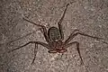 Phrynus mexicanus (Amblypygi)