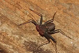Description de l'image Phrynus operculatus 37816137.jpg.