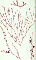 Acrochaetium secundatum (Acrochaetiaceae)