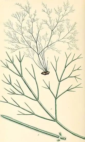 Description de l'image Phycologia britannica, or, A History of British sea-weeds, containing coloured figures, generic and specific characters, synonymes, and descriptions of all the species of algae inhabiting the shores (14595693889).jpg.