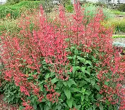 Une plante buissonnante au feuillage vert, avec une abondante floraison de trompettes rouges portées par des tiges nues, ressemblant beaucoup à un fuchsia.