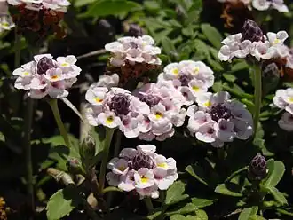 Description de l'image Phyla nodiflora 3 (Corse).JPG.