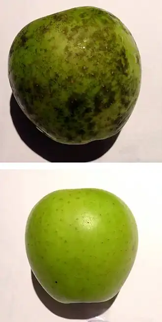 Description de cette image, également commentée ci-après