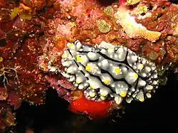 Phyllidia exquisita