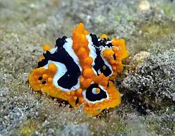 Une phyllidie ocellée (Phyllidia ocellata)