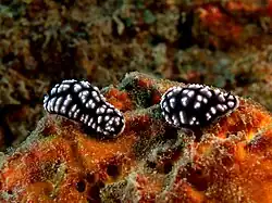 Phyllidia pustulosa