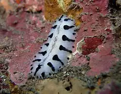 Phyllidiopsis loricata.
