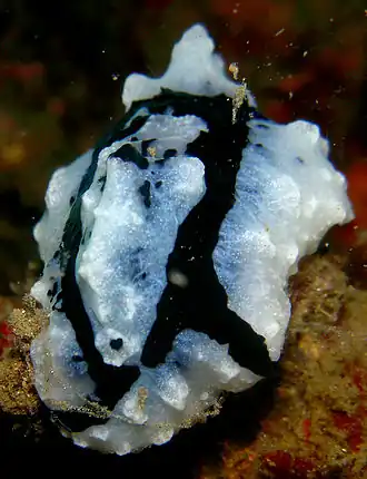 Phyllidiopsis shireenae.