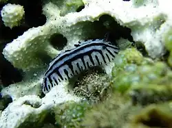 Phyllidiopsis sp. 1.
