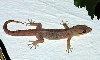 Description de l'image Phyllodactylus insularis 30541233.jpg.