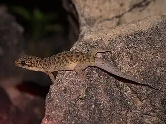 Description de l'image Phyllodactylus pulcher.jpg.