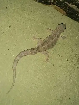 Description de l'image Phyllodactylus reissii 12872760.jpg.