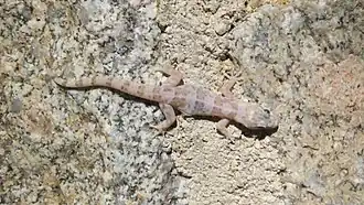 Description de l'image Phyllodactylus unctus 7423390.jpg.