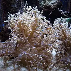 Phyllodiscus semoni