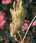 Phyllodie causée par une infection par phytoplasme sur un Cosmos spp.