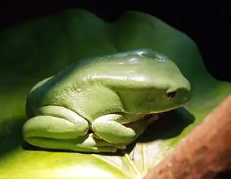 Description de l'image Phyllomedusa boliviana - Bolivianischer Makifrosch.jpg.