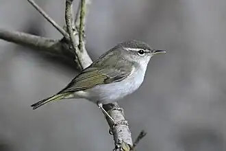Description de l'image Phylloscopus ijimae 200753349.jpg.
