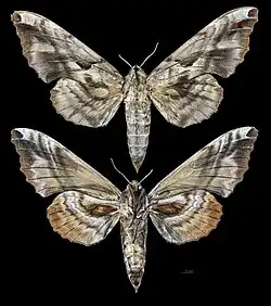 Phyllosphingia