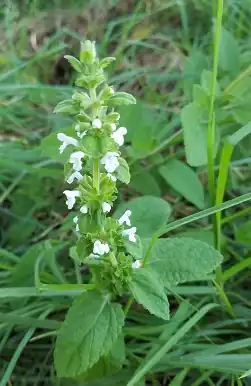 Description de l'image Phyllostegia racemosa.jpg.