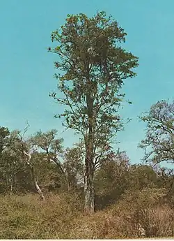Palo amarillo (Phyllostylon rhamnoides)