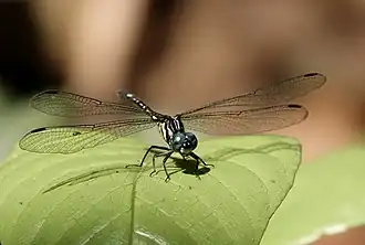 Description de l'image Phyllothemis eltoni 69920426.jpg.