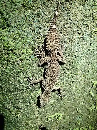Description de l'image Phyllurus nepthys 16119105.jpg.