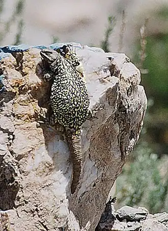 Description de l'image Phymaturus flagellifer.jpg.