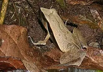 Description de l'image Physalaemus albonotatus.jpg.
