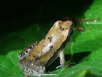 Description de l'image Physalaemus cuqui.jpg.