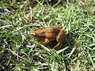 Description de l'image Physalaemus henselii.jpg.