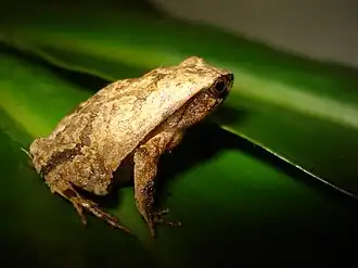Description de l'image Physalaemus moreirae01.jpeg.
