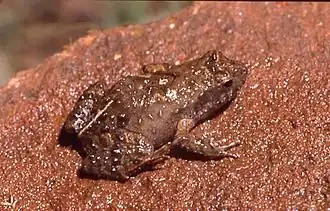 Description de l'image Physalaemus riograndensis02.jpg.
