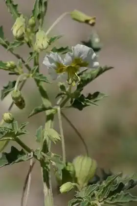 Description de l'image Physalis acutifolia.jpg.