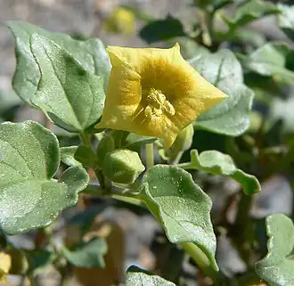 Description de l'image Physalis crassifolia 6.jpg.