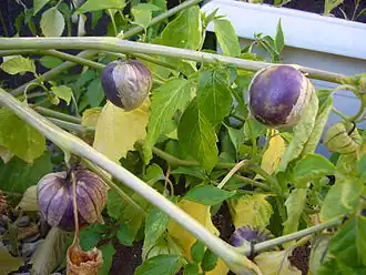 Fruits murs d'un Physalis philadelphica.