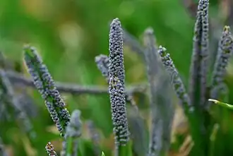 Physarum cinereum
