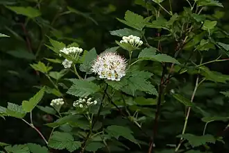 Description de l'image Physocarpus capitatus 9540.JPG.