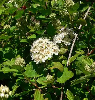 Description de l'image Physocarpus monogynus 1.jpg.