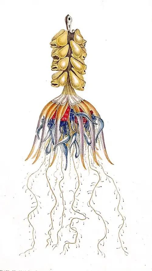 Physophora sp. (Physophoridae)